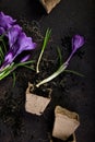 Gardening. Peat pots, crocus flower and young seedlings. spring