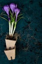 Gardening. Peat pots, crocus flower and young seedlings. spring