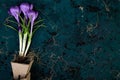 Gardening. Peat pots, crocus flower and young seedlings. spring