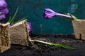 Gardening. Peat pots, crocus flower and young seedlings. spring