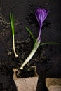 Gardening. Peat pots, crocus flower and young seedlings. spring