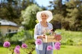 Senior woman garden tools and flowers at summer Royalty Free Stock Photo