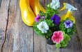 Gardening. Petunia flowers, spray bottle and rain boots on the weathered wooden terrace