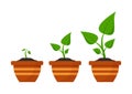 Gardening. Phases plant growing. Planting. Seeds sprout in flower pot. Infographic and evolution concept. Vector