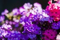 Gardening. Pink and violet Phloxes flowers Polemoniaceae, shot close up at the sunny afternoon.