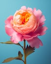 Art beauty macro plant peony pink floral design colorful flower petal nature