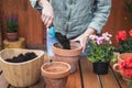 Gardening and planting geranium seedling