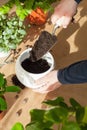 Gardening, planting at home. man relocating ficus houseplant