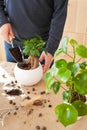 Gardening, planting at home. man relocating ficus houseplant