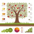 Gardening and planting infographic. Apple tree. Organic food. Fl