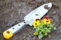 Gardening: Planting pansy flowers in the garden Royalty Free Stock Photo