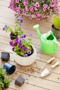 Gardening planting pansy, lavender flowers in flowerpot in garden on terrace Royalty Free Stock Photo