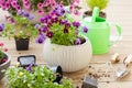 Gardening planting pansy, lavender flowers in flowerpot in garden on terrace Royalty Free Stock Photo