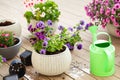 gardening planting pansy, lavender flowers in flowerpot in garden on terrace Royalty Free Stock Photo