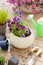 Gardening planting pansy, lavender flowers in flowerpot in garden on terrace Royalty Free Stock Photo