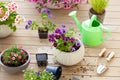 Gardening planting pansy, lavender flowers in flowerpot in garden on terrace Royalty Free Stock Photo