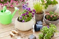 Gardening planting pansy, lavender flowers in flowerpot in garden on terrace Royalty Free Stock Photo