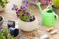 Gardening planting pansy, lavender flowers in flowerpot in garden on terrace Royalty Free Stock Photo