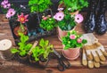 Gardening - planting and replanting, seedlings with plants in flower pots