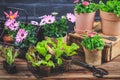 Gardening - planting and replanting, seedlings with plants in flower pots