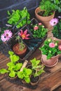 Gardening - planting and replanting, seedlings with plants in flower pots