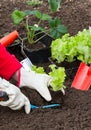 Gardening, planting salad