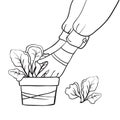 Gardening, planting seedlings or plants. Working hands of a gardener in gloves. Flower pot with seedlings. Young spring lettuce. H