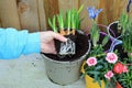 A Gardening Planting A Spring Bulb