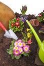 Gardening- planting and watering flowers Royalty Free Stock Photo