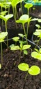 Gardening in Pots