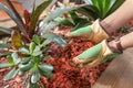 Gardening and preparing the garden beds with a red cedar wood chip mulch Royalty Free Stock Photo