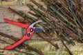 Gardening - Pruning Roses with Secateurs