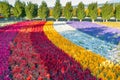 Gardening rainbow colour flower farm Royalty Free Stock Photo