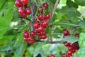 Gardening. Red currant, ordinary, garden. Small deciduous shrub family Grossulariaceae Royalty Free Stock Photo