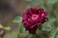 gardening. rose Night owl Night Owl purple red-purple hue