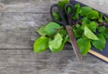 Gardening scissors, old book and green branch on rustic background. Gardening time. Free copy space Royalty Free Stock Photo