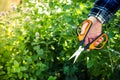 Gardening scissors. Pruning plants. Scissors in the hands of a gardener