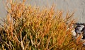 Gardening Series: Firestick - Euphorbia Tirucalli - Toxic Plant Royalty Free Stock Photo