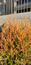 Gardening Series: Firestick - Euphorbia Tirucalli - Toxic Plant Royalty Free Stock Photo