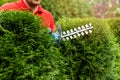 Gardening services - gardener trimming and shaping evergreen thuja hedge with trimmer Royalty Free Stock Photo