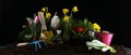 Gardening. Set Of Tools For Gardener And Flowerpots with beautiful spring flowers and tulips Royalty Free Stock Photo