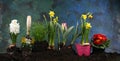 Gardening. Set Of Tools For Gardener And Flowerpots with beautiful spring flowers and tulips Royalty Free Stock Photo