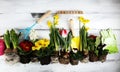 Gardening. Set Of Tools For Gardener And Flowerpots with beautiful spring flowers and tulips Royalty Free Stock Photo