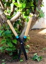 Gardening shears