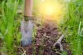 Gardening shovel in an orchard during the gardener`s rest Royalty Free Stock Photo