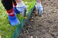 Gardening with a shovel. Retired plants in the spring Royalty Free Stock Photo