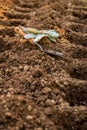 Gardening. Soil preparation before planting in the garden. Digging holes, adding chicken manure pellets and compost. Royalty Free Stock Photo
