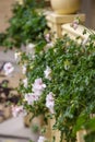 Gardening space. Potted plants outdoors.