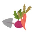 Gardening, spade beetroot and carrots vegetables isolated icon style