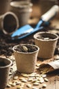 Planting pumpkin seed into peat pot on table Royalty Free Stock Photo